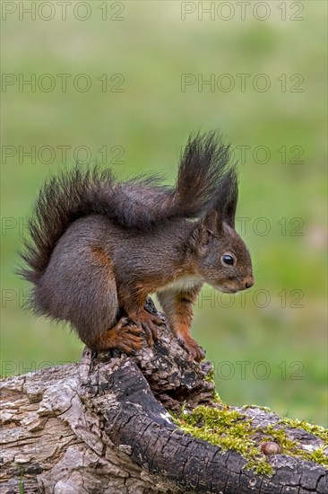 Cute Eurasian red squirrel