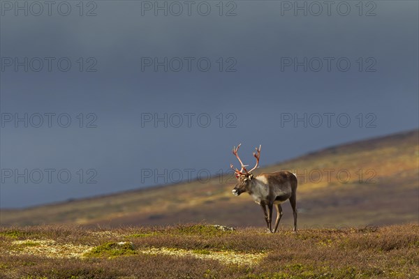 Reindeer