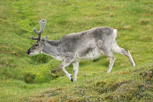 Moulting reindeer