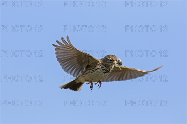 Meadow pipit