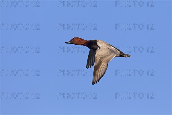 Common pochard