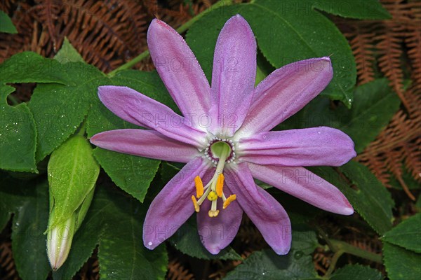 Passion flower