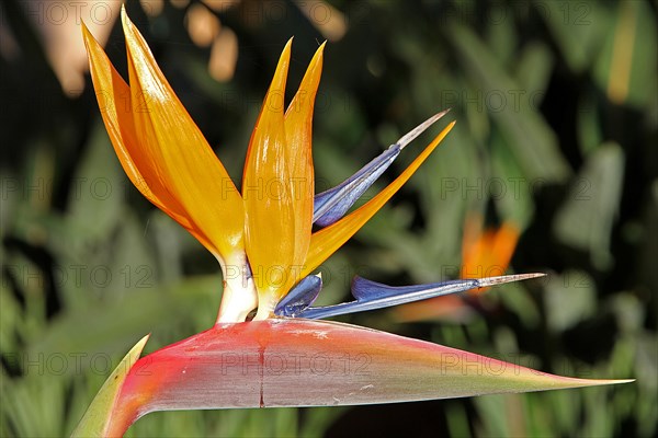 Strelitzia