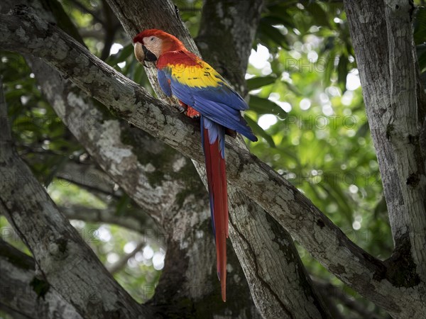 Scarlet macaw