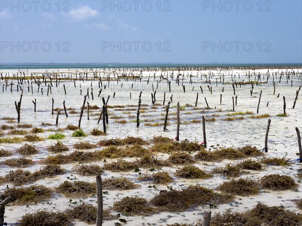 Eucheuma seaweed cultivation