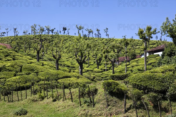 Tea plantations