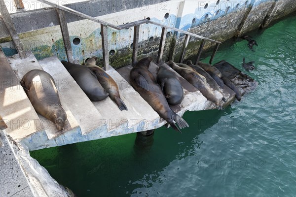 Galapagos sea lions