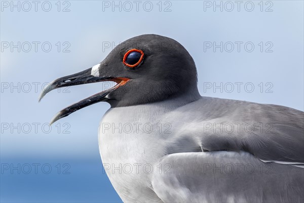 Swallow-tailed Gull