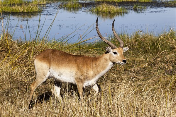 Lechwe