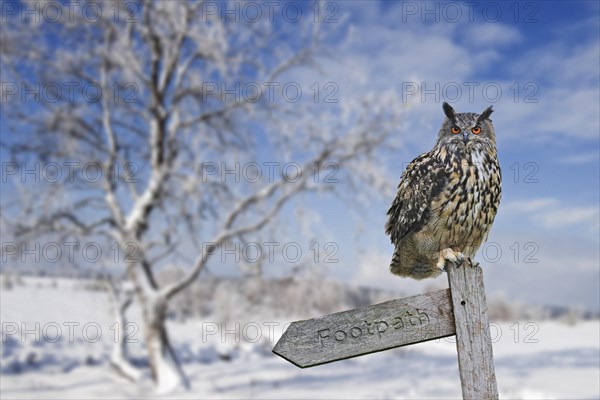 Eurasian eagle-owl