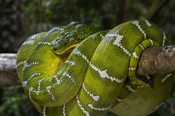 Emerald tree boa