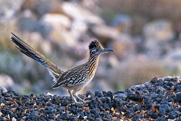 Greater roadrunner