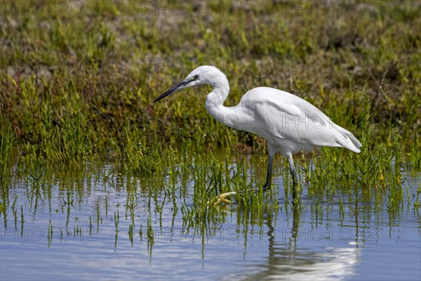 Little egret