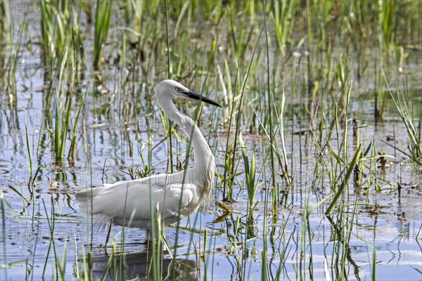 Little egret