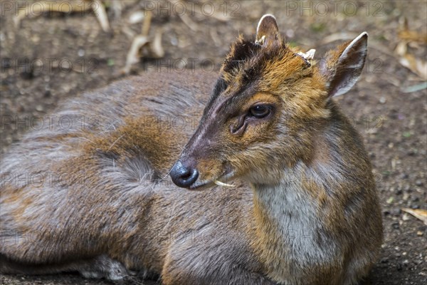 Reeves's muntjac