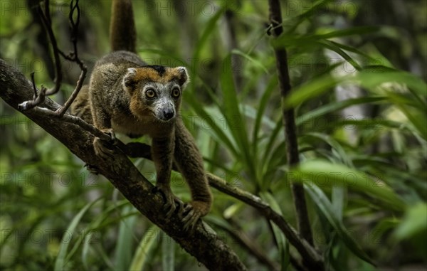 A crowned lemur