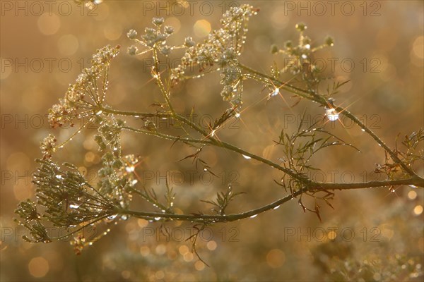 Common hogweed