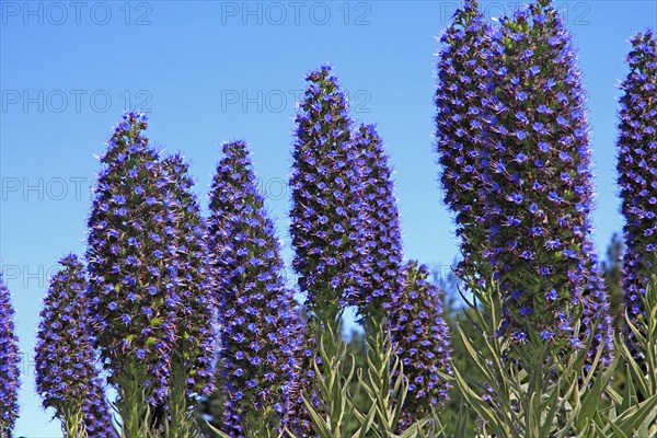 Madeira viper's bugloss