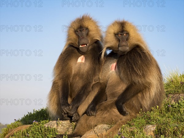 Gelada baboons