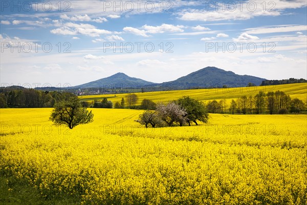 Yellow rape fields