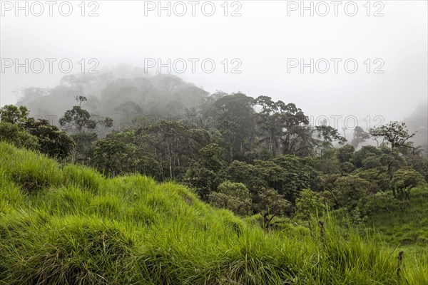 Cloud Forests of Mindo
