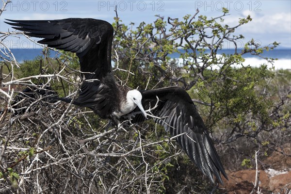 Albatross