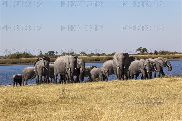 African elephants