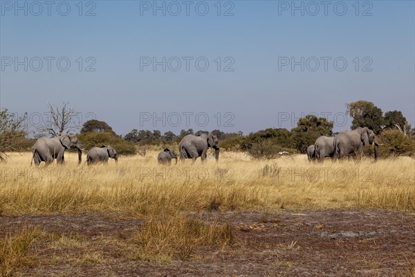 African elephants