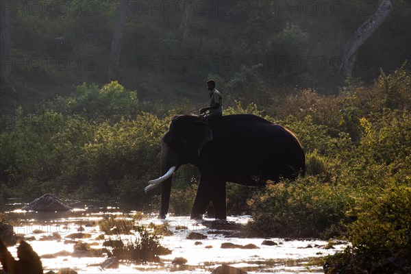 Asian elephant