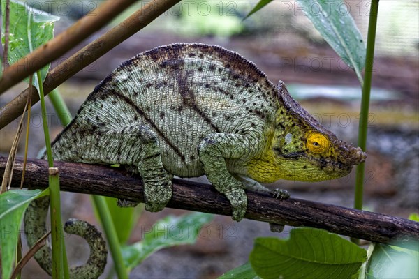 Parson's chameleon