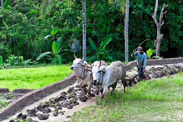 Oxen ploughing rice field