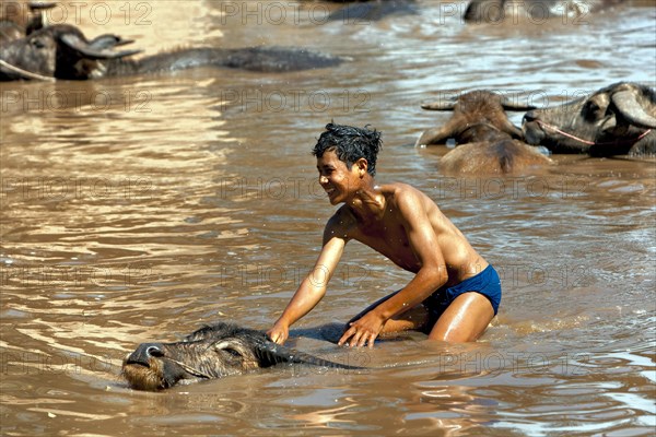 Boy riding floating water buffalo in water