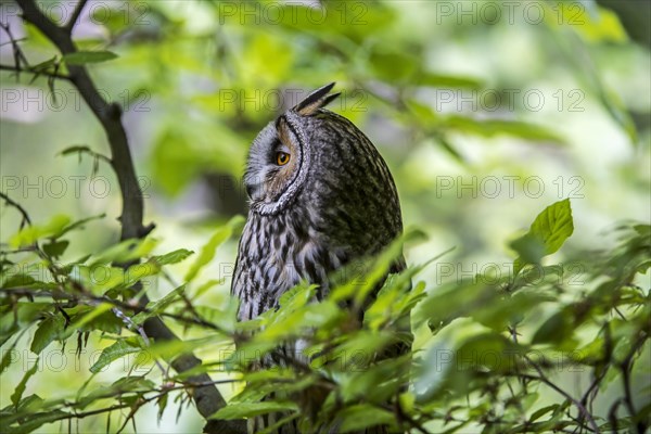 Long-eared owl