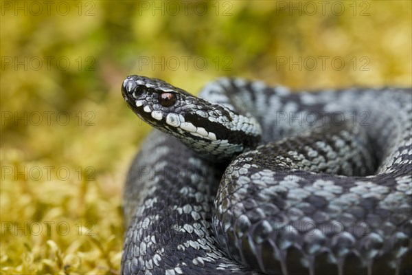 Common European Adder