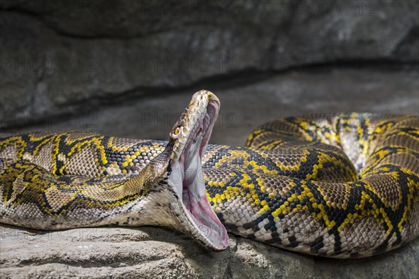 Reticulated python