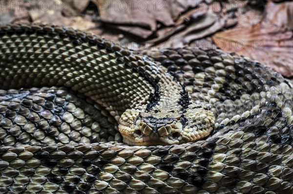 Northwestern Neotropical Rattlesnake