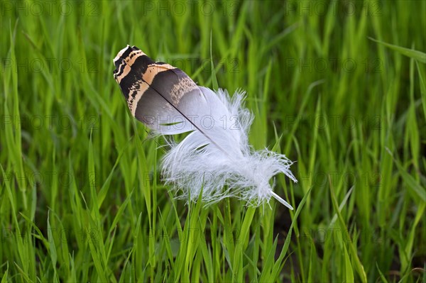 Great bustard