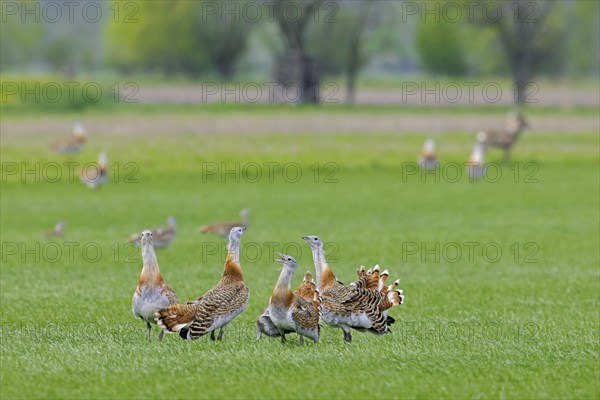 Great bustards