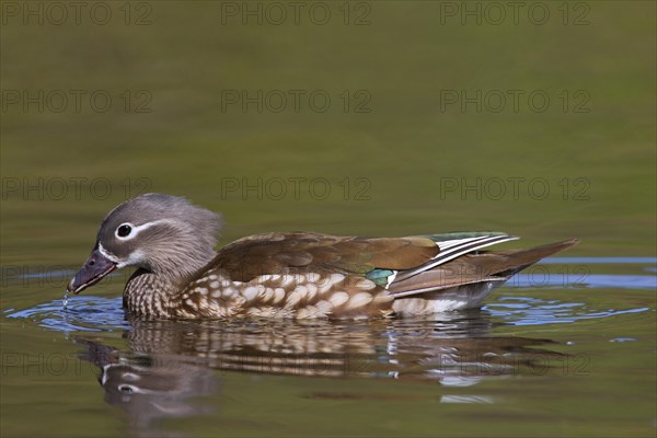 Mandarin duck