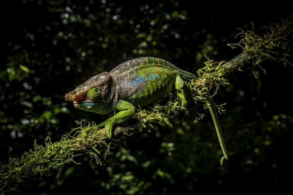 Oushagnessi chameleon