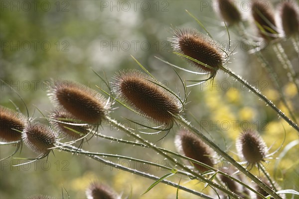 Wild teasels