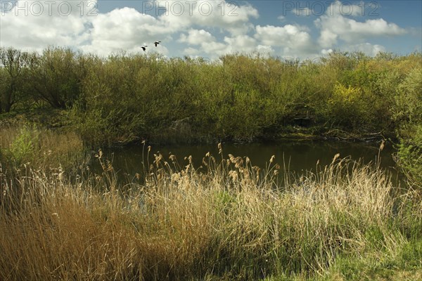 Freshwater pond with willow scrub on the island of Minsener Oog