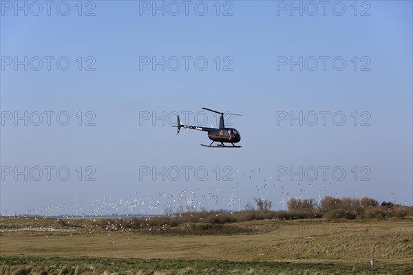 Disturbance by a helicopter over the island of Minsener Oog