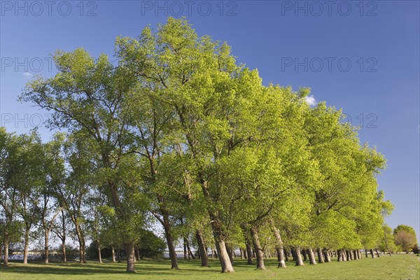 Gallery forest in spring on the Lower Weser island of Strohauser Plate