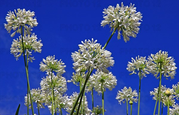 African Love Flowers