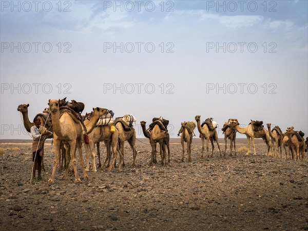 Camel Caravan