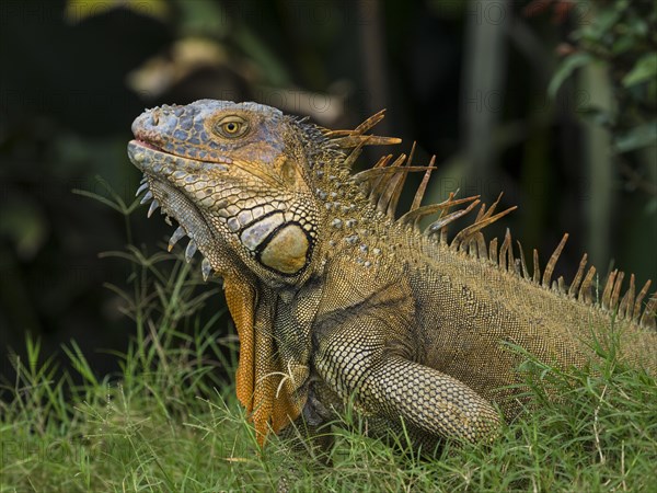 Green iguana