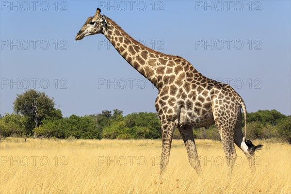 Giraffe