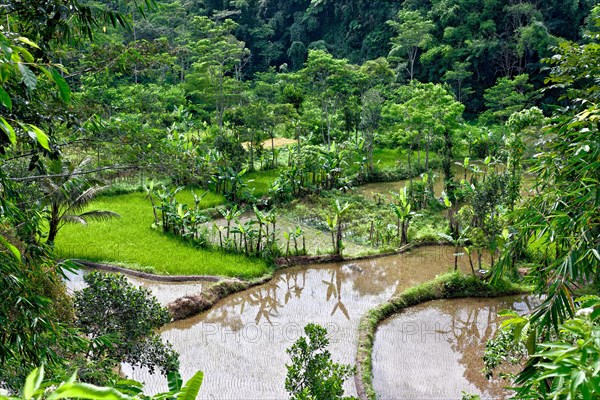 Rice Terraces