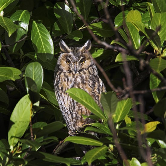 Long-eared owl